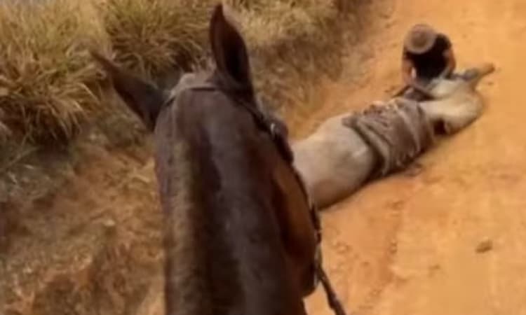 Prisão de homem que mutilou cavalo em Bananal